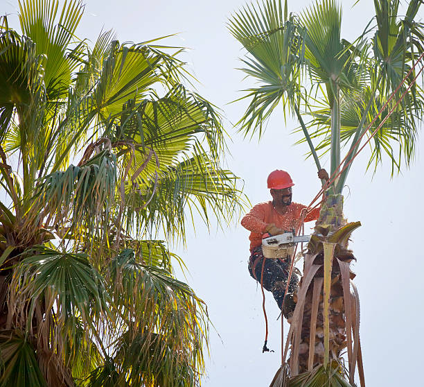 Best Emergency Tree Service  in Suncrest, WA